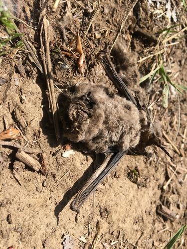 Mexican Free-tailed Bat photographed in Oregon