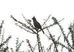 Rhinocrypta lanceolata