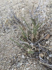 Adenophyllum cooperi