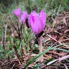 Colchicum autumnale