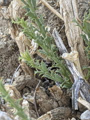 Adenophyllum cooperi