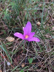 Colchicum autumnale