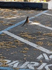 Turdus migratorius