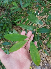Nectandra coriacea