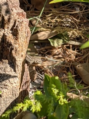 Sceloporus occidentalis