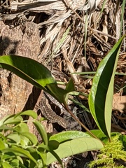 Sceloporus occidentalis
