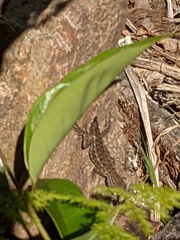 Sceloporus occidentalis