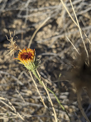 Adenophyllum cooperi