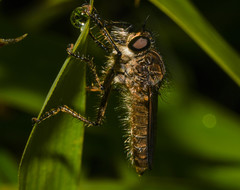 Epipamponeurus americanus