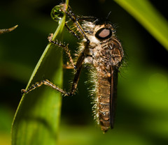 Epipamponeurus americanus
