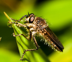 Epipamponeurus americanus