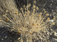 Adenophyllum cooperi
