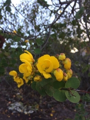 Chamaecrista blanchetii