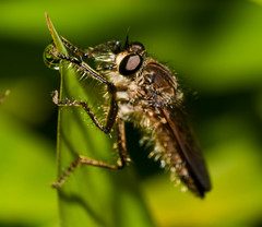 Epipamponeurus americanus