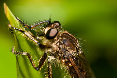 Epipamponeurus americanus