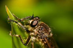 Epipamponeurus americanus