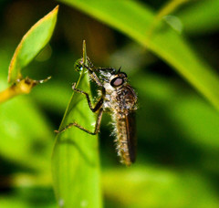 Epipamponeurus americanus