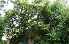 Buckinghamia celsissima