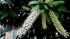 Buckinghamia celsissima