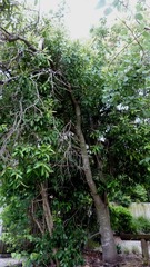 Buckinghamia celsissima