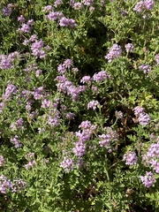 Verbenaceae