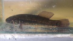 Umbra pygmaea