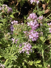 Verbenaceae