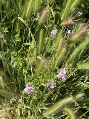 Verbenaceae