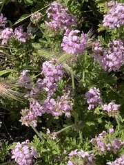 Verbenaceae