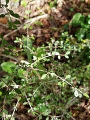 Coprosma rhamnoides