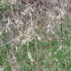 Elaeagnus angustifolia