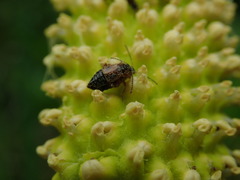 Pelecomalium testaceum