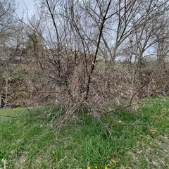 Elaeagnus angustifolia