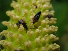 Pelecomalium testaceum