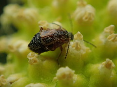 Pelecomalium testaceum