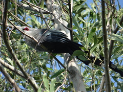 Phaenicophaeus tristis