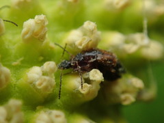 Pelecomalium testaceum