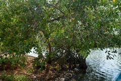 Laguncularia racemosa