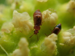 Pelecomalium testaceum