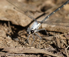 Austroargiolestes calcaris