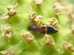 Pelecomalium testaceum