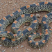 Long-nosed Snakes - Photo (c) Jerry Oldenettel, some rights reserved (CC BY-NC-SA)