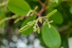 Laguncularia racemosa