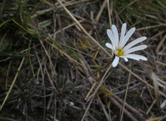 Celmisia laricifolia