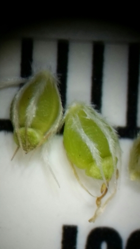Image of Rhynchospora pineticola by (c) Jay Horn, some rights reserved (CC BY)