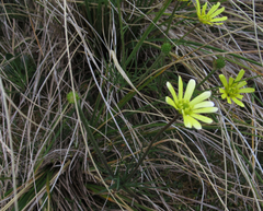 Ranunculus verticillatus