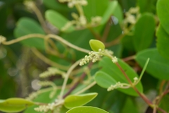 Laguncularia racemosa