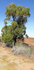 Myoporum platycarpum
