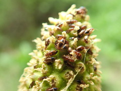 Pelecomalium testaceum