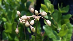 Callisia ornata